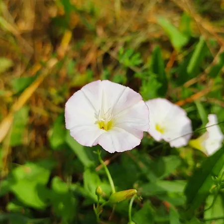 Bauernhof Bialy - Nielbark