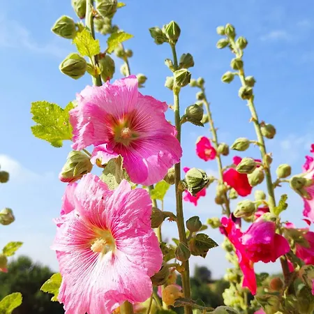 Bauernhof Bialy - Nielbark