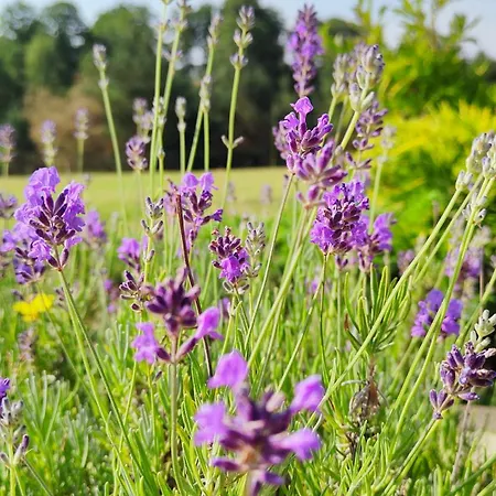 Bauernhof Bialy - Nielbark