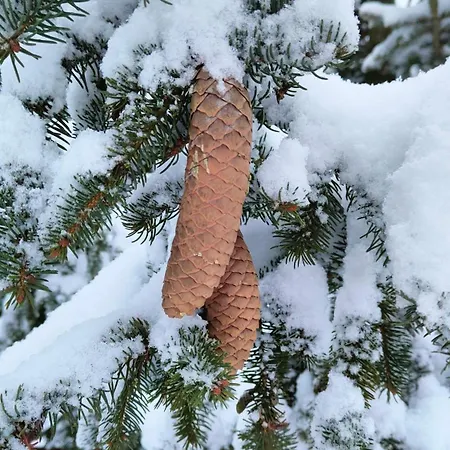 Bialy - Bauernhof Nielbark