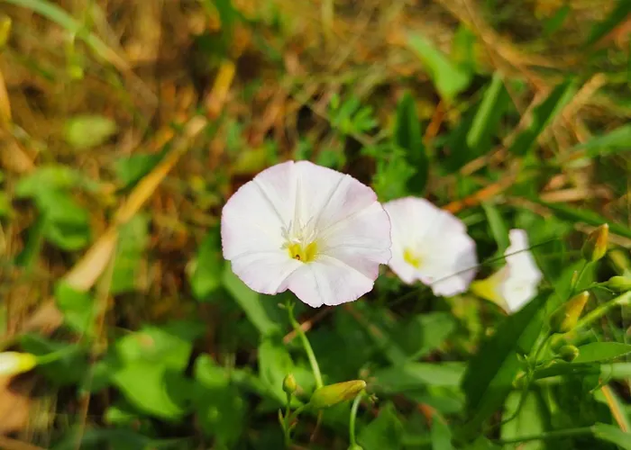 Çiftlik konaklama Bialy - Nielbark