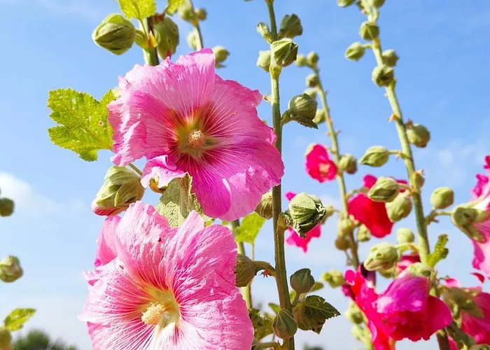 Bauernhof Bialy - Nielbark