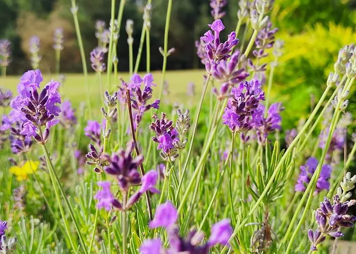 Çiftlik konaklama Bialy - Nielbark