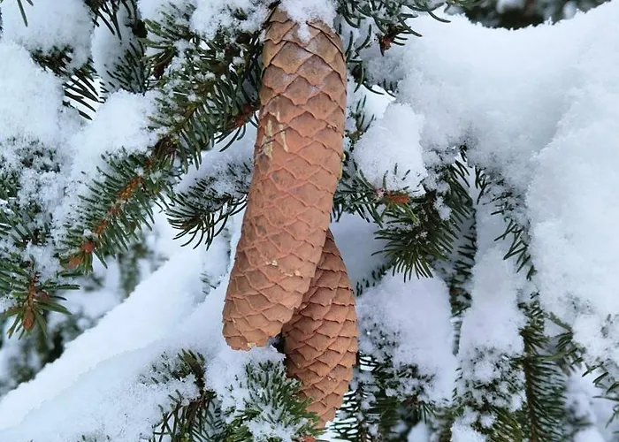 Bialy - Bauernhof Nielbark